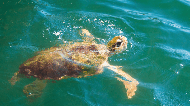 From Bodrum: Dalyan, Turtle Beach, and Mud Baths Day Trip - Inclusions and Exclusions