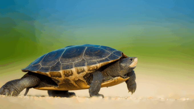 From Bodrum: Dalyan, Turtle Beach, and Mud Baths Day Trip - Relaxing at Iztuzu Beach
