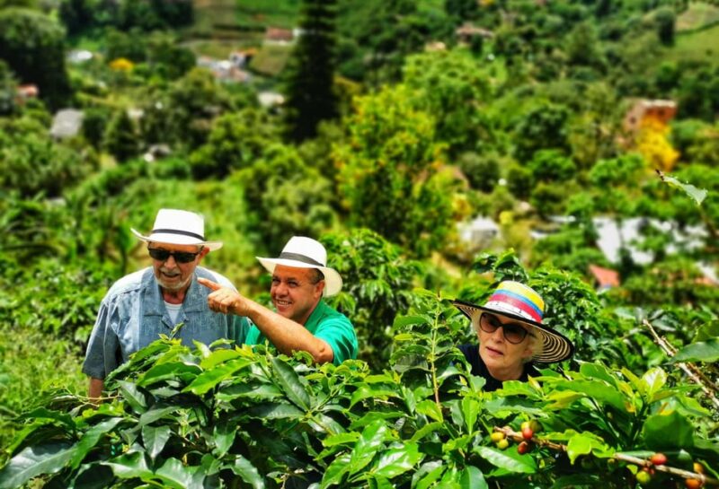 From Bogota: 5 Hour Guided Coffe Farm Tour - All Included - Itinerary and Transportation