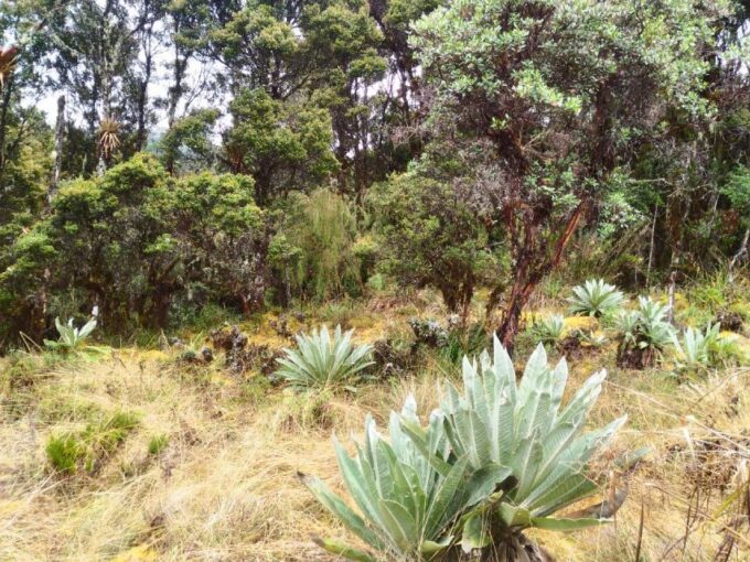 From Bogotá: Chingaza National Park Eco Tour - Recap
