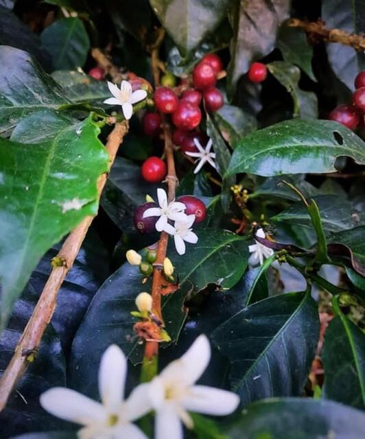 FROM BOGOTA: Coffee Tour in Choachí, An Authentic and Aromatic Adventure. - Hands-on Roasting Experience