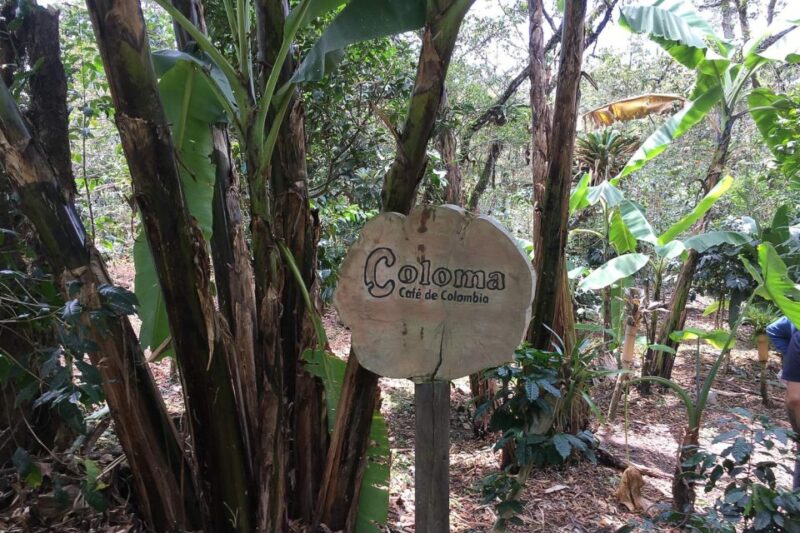 From Bogotá: the Coloma Coffee Farm Day Trip With Lunch - Key Points