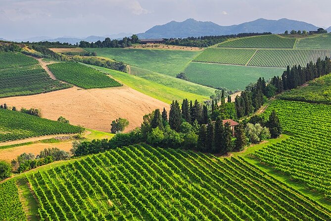 From Bologna: Chianti Wine Experience With Lunch - Highlights of the Experience