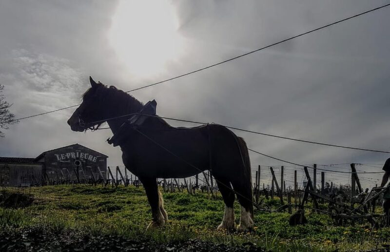 From Bordeaux: Evening Tour to Saint Emilion - Meeting Point and Essentials