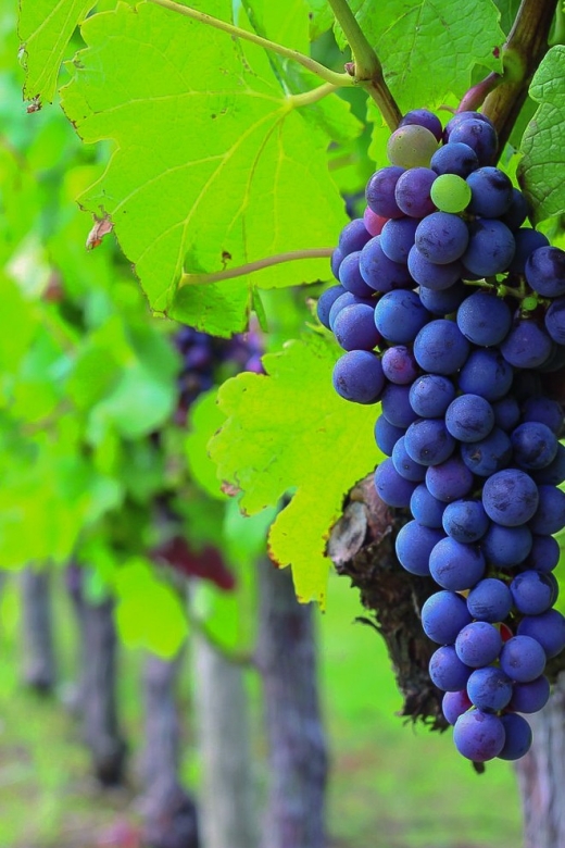 From Bordeaux: Full-Day Medoc Wine Tour - Itinerary Highlights