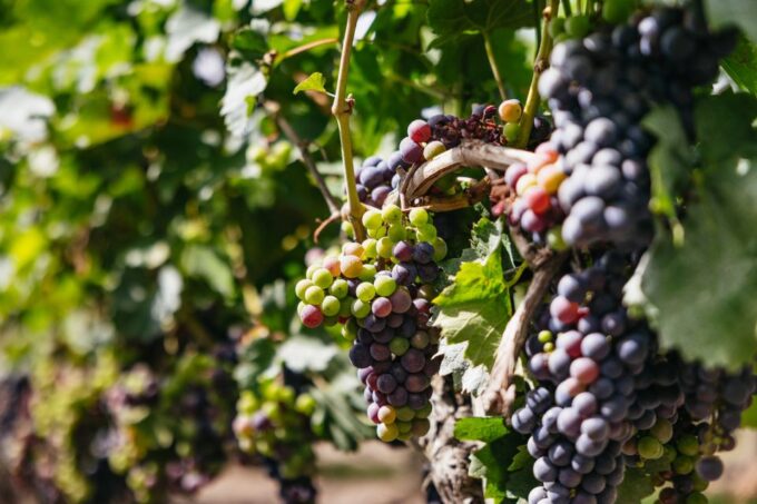 From Bordeaux: Half-Day Saint-Émilion Tour and Wine Tasting - Frequently Asked Questions