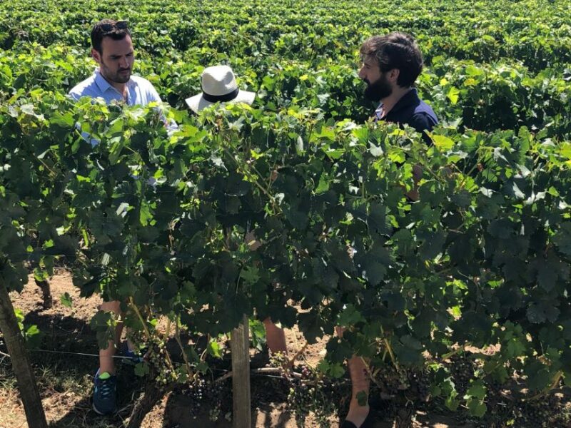 From Bordeaux: Half-Day Saint-Emilion Wine Tour - Key Points