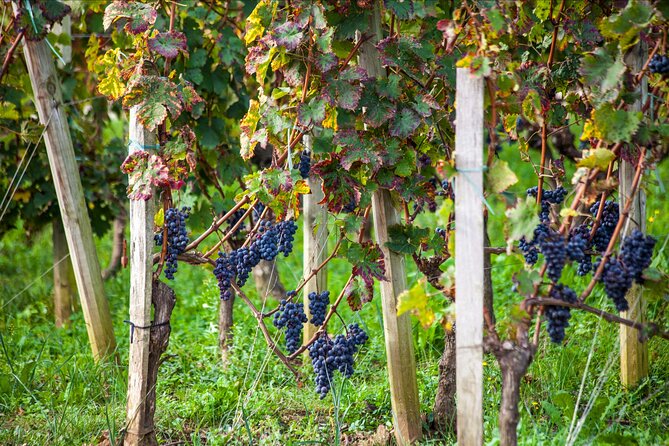 From Bordeaux: Saint-Émilion Half-Day Trip With Wine Tasting - Inclusions and Exclusions