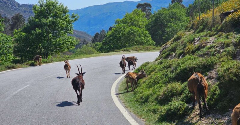 From Braga: Full-Day Tour in Gerês National Park - Itinerary Highlights