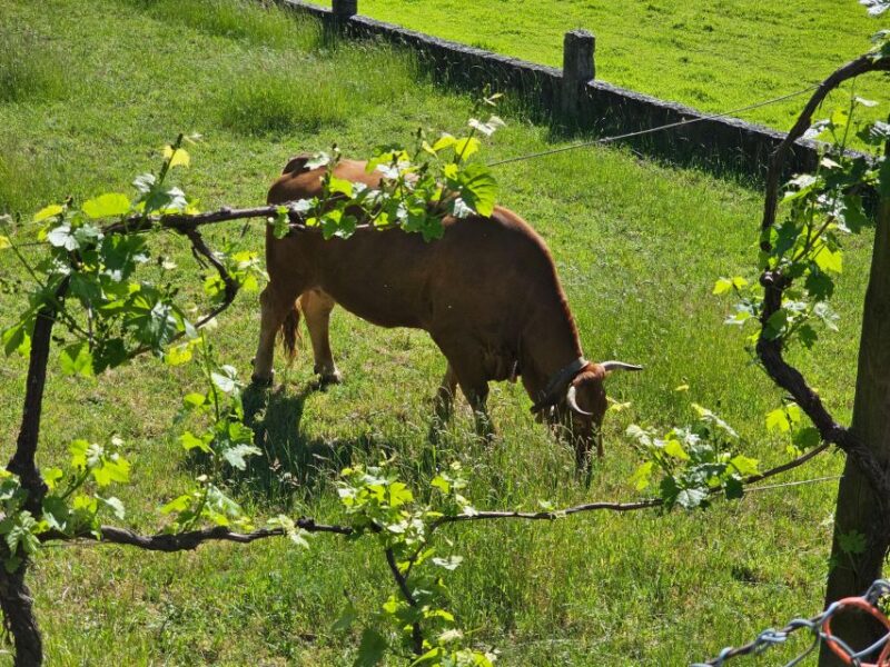 From Braga: Full-Day Tour in Gerês National Park - Wolf Trap Site