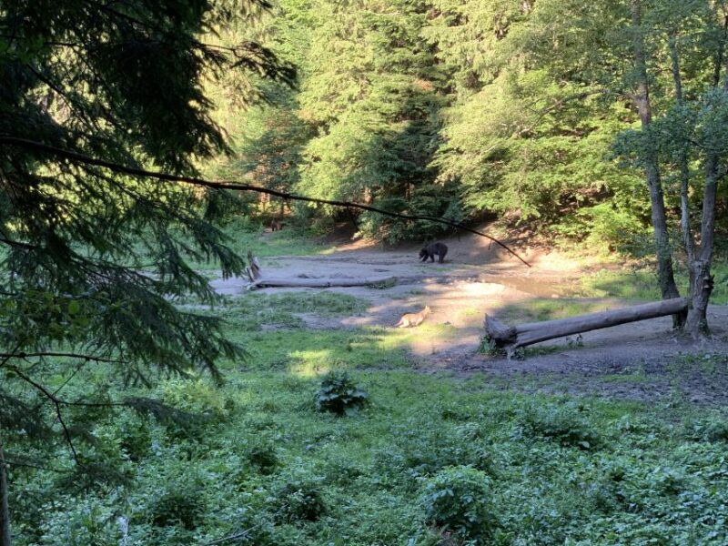 From Brasov: Bear Watching in the Wild - Wildlife Viewing Experience