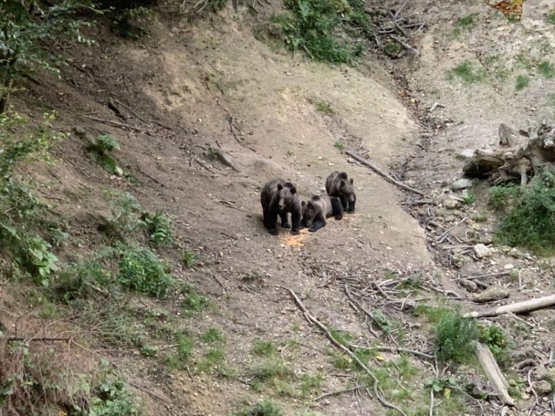 From Brasov: Bear Watching in the Wild - Logistics and Safety