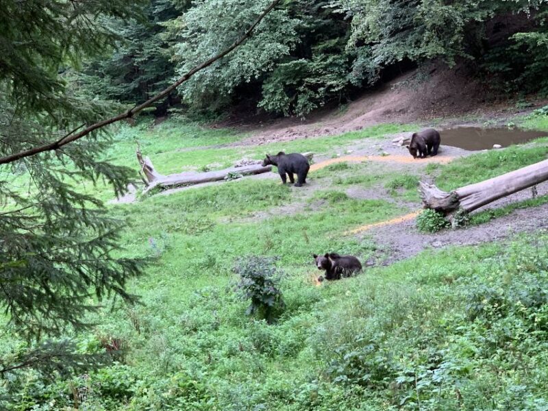 From Brasov: Bear Watching in the Wild - Getting to the Bear Observatory