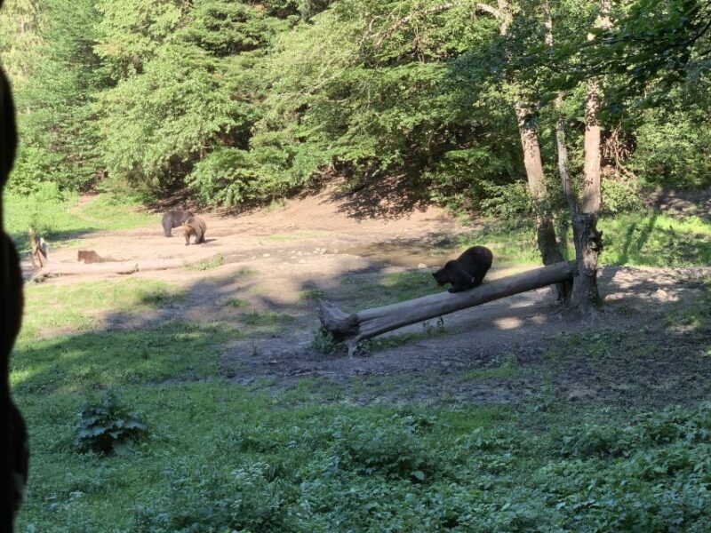 From Brasov: Bear Watching in the Wild - What to Expect on the Tour
