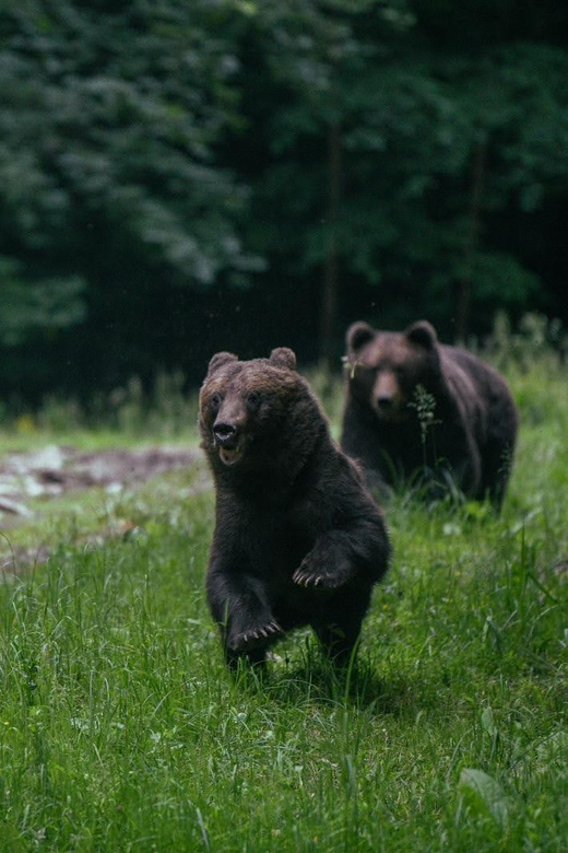 From Brasov: Brown Bear Watching in the Carpathian Mountains - Transportation and Logistics