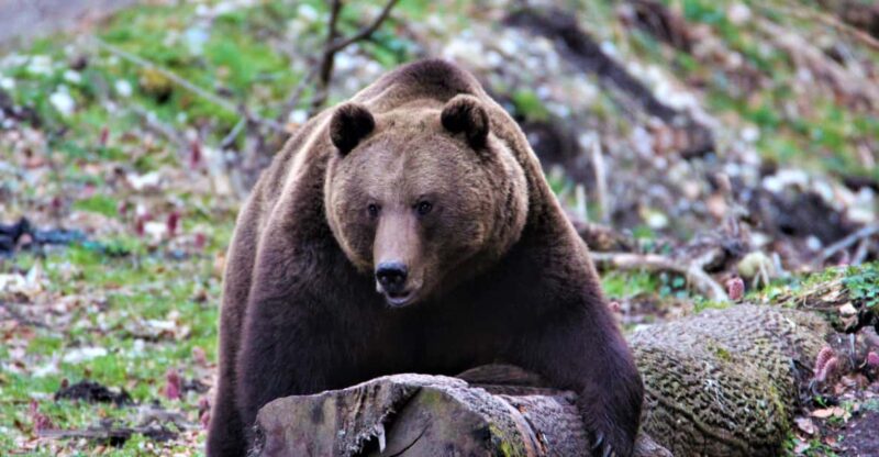 From Brasov: Brown Bear Watching in the Carpathian Mountains - Group Size and Guide