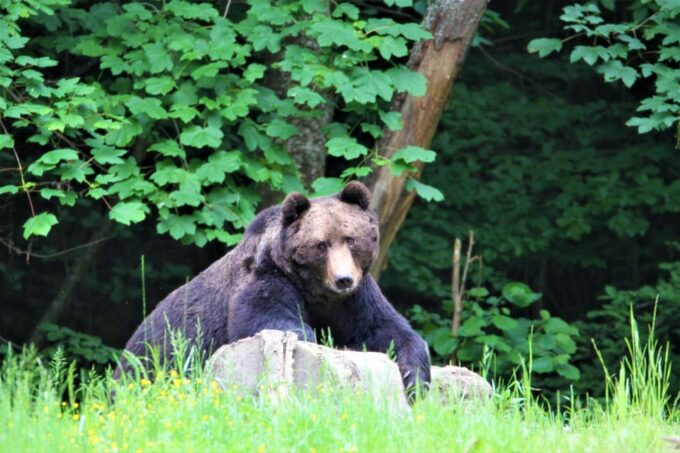 From Brasov: Brown Bear Watching in the Carpathian Mountains - Customer Feedback