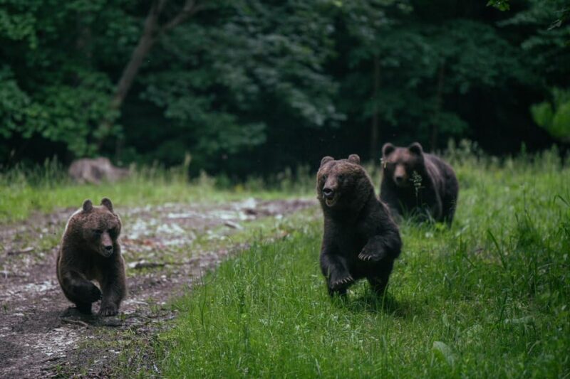 From Brasov: Brown Bear Watching in the Carpathian Mountains - Wildlife and Environment