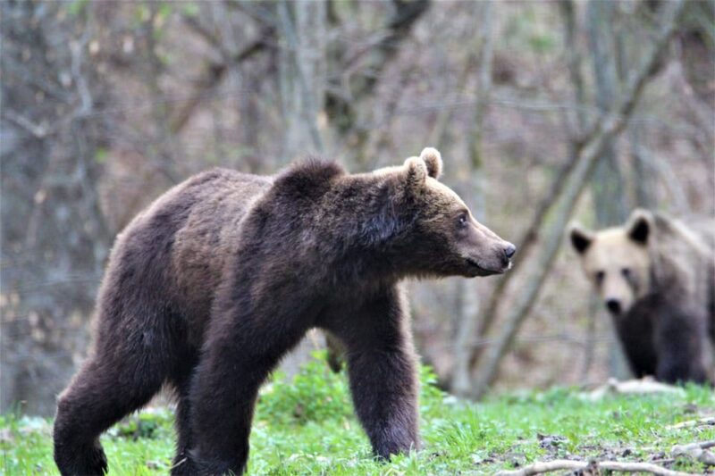 From Brasov: Brown Bear Watching in the Carpathian Mountains - Inclusions and Exclusions