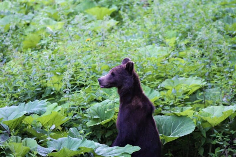 From Brasov: Brown Bear Watching in the Carpathian Mountains - Participant Requirements