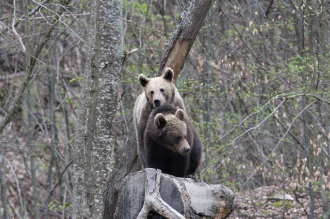 From Brasov: Brown Bear Watching in the Carpathian Mountains - Cancellation Policy