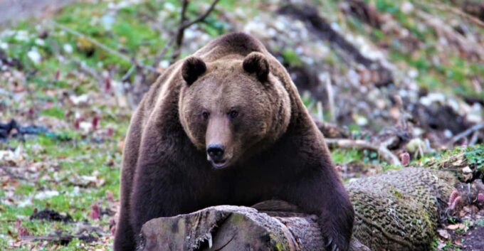 From Brasov: Brown Bear Watching in the Carpathian Mountains - Customer Ratings and Feedback