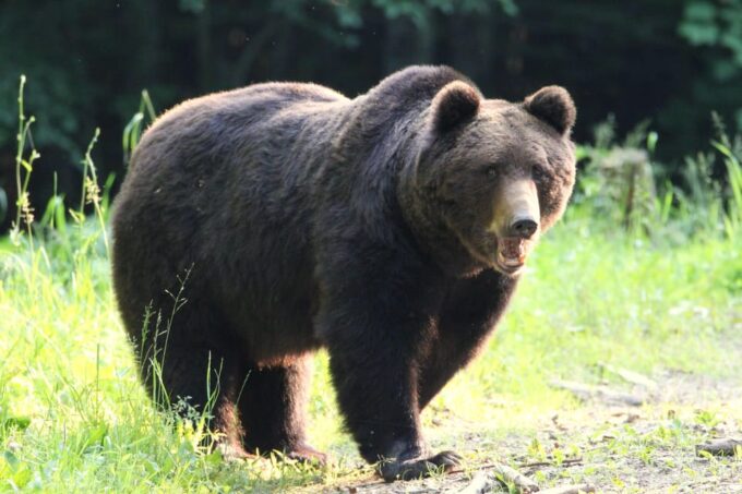 From Brasov: Brown Bear Watching in the Carpathian Mountains - Frequently Asked Questions