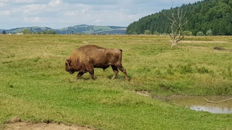 From Brasov: Day Trip to Bison Reserve & Traditional Lunch - Key Points