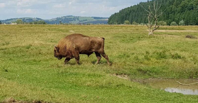From Brasov: Day Trip to Bison Reserve & Traditional Lunch - Inclusions