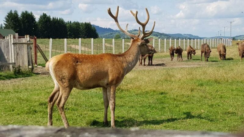 From Brasov: Day Trip to Bison Reserve & Traditional Lunch - Traditional Lunch