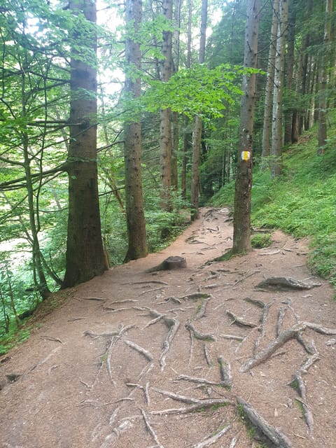 From Brasov: Hiking in Piatra Craiului National Park - Itinerary Breakdown