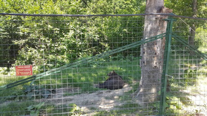 From Brasov: Libearty Bear Sanctuary Guided Tour - Key Points