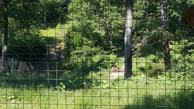 From Brasov: Libearty Bear Sanctuary Guided Tour - Itinerary Details