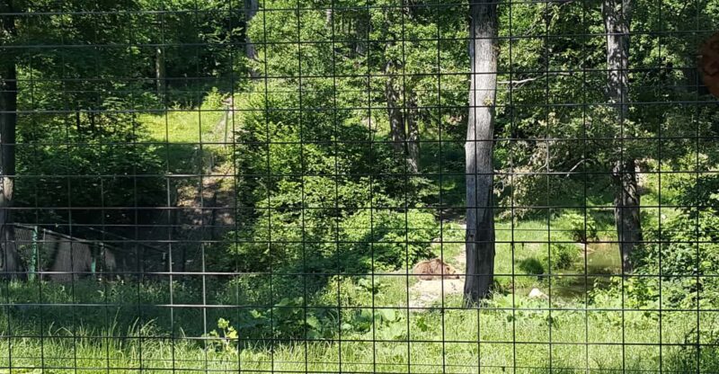 From Brasov: Libearty Bear Sanctuary Guided Tour - Visitor Guidelines