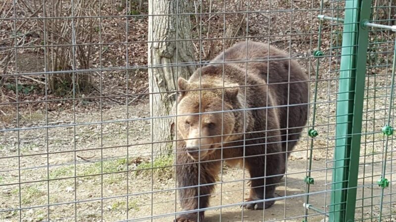 From Brasov: Libearty Bear Sanctuary Guided Tour - Booking Information