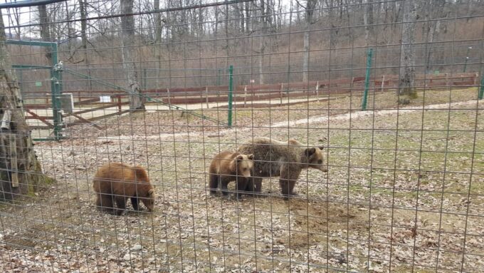 From Brasov: Libearty Bear Sanctuary Guided Tour - Cancellation Policy