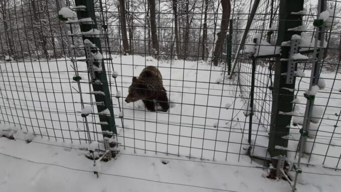 From Brasov: Libearty Bear Sanctuary Guided Tour - Customer Feedback