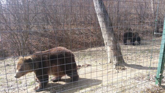From Brasov: Libearty Bear Sanctuary Guided Tour - Frequently Asked Questions