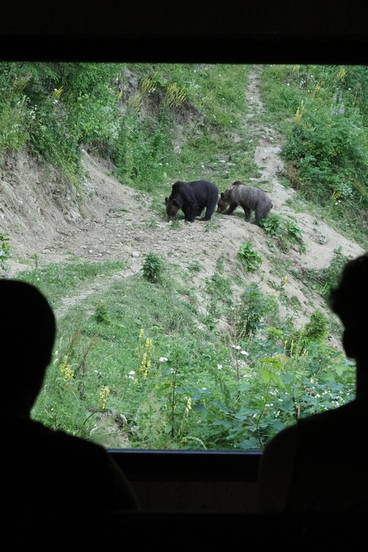 From Brasov: Piatra Craiului Hiking and Bear Watching Tour - Itinerary Details