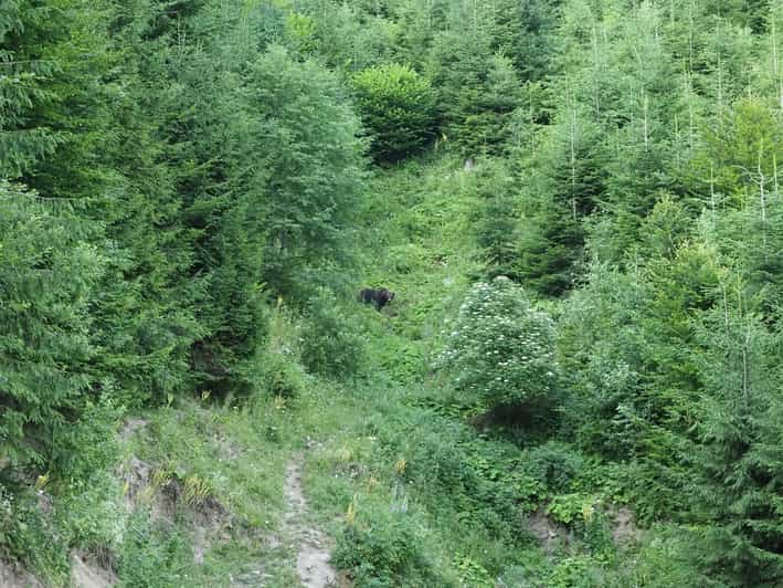 From Brasov: Piatra Craiului Hiking and Bear Watching Tour - Bear Watching Experience