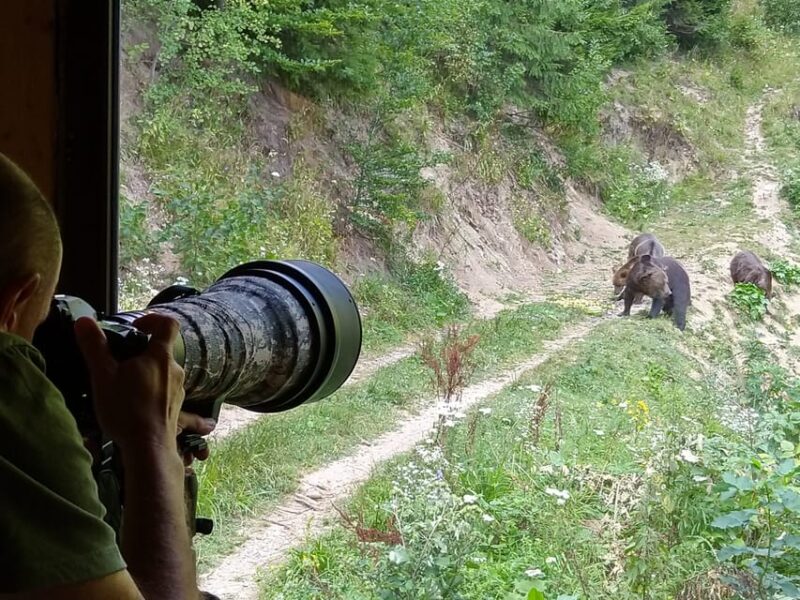 From Brasov: Piatra Craiului Hiking and Bear Watching Tour - Important Information