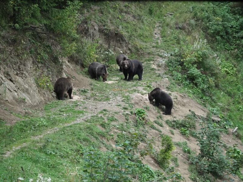 From Brasov: Piatra Craiului Hiking and Bear Watching Tour - Pricing and Duration