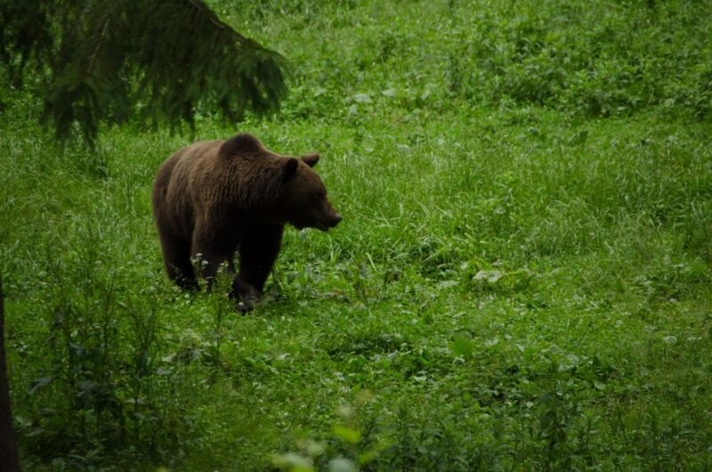 From Brasov: Small-Group Bear Watching Experience - Key Points