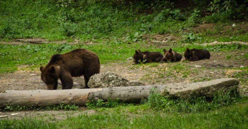 From Brasov: Small-Group Bear Watching Experience - Itinerary Details