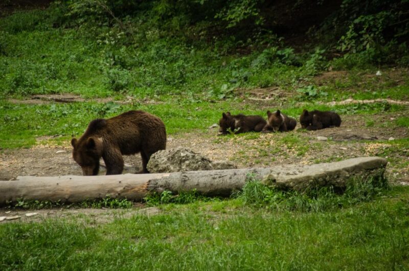 From Brasov: Small-Group Bear Watching Experience - Observing the Bears