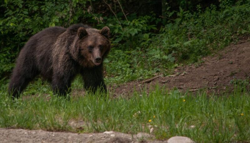 From Brasov: Small-Group Brown Bear Watching Tour - Key Points