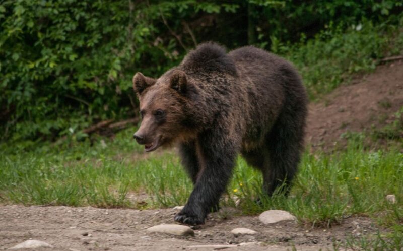 From Brasov: Small-Group Brown Bear Watching Tour - Itinerary Details