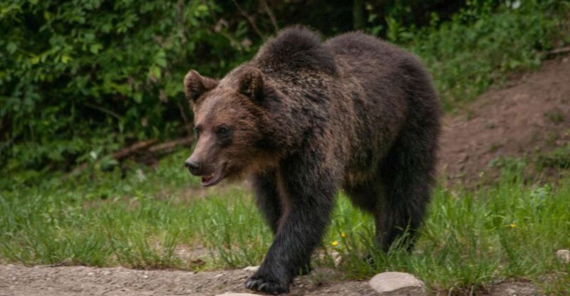 From Brasov: Small-Group Brown Bear Watching Tour - Wildlife Experience