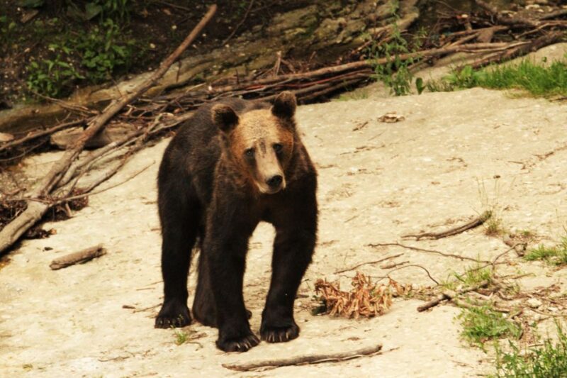 From Brasov: Small-Group Brown Bear Watching Tour - Guided Tour Highlights