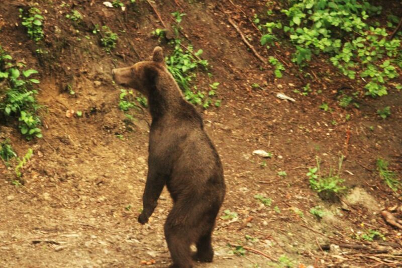 From Brasov: Small-Group Brown Bear Watching Tour - Reservation and Cancellation